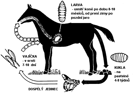 Vvojov cyklus steka